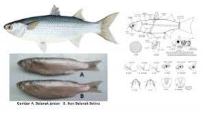Mancing ikan blanak pake botol bekas,lokasi di jembatan spait pekalongan,belanak besar2,umpan menggunakan tepung trigu. Mengenal Ikan Belanak Berikut Cara Memancingnya Jmi