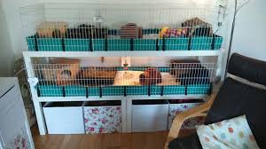 Facebook Meerschweinchen Kafig Meerschweinchen Bettwasche Ikea Lack Tisch
