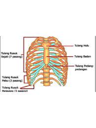 Artinya, mereka hanya menutupi organ dari belakang, bukan dari depan. Gambar Tulang Rusuk