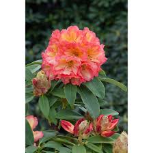 Mit diesen tipps könnt ihr euren rhododendron auch in einen topf auf dem balkon pflanzen. Rhododendron Hybr Sun Fire Pflanzen Fur Dich De 15 95