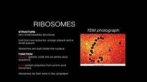 Maybe you would like to learn more about one of these? Cell Structure Function Ribosomes Youtube