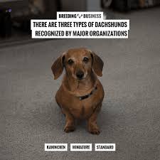 Find out the difference between emotional trauma and common you may have heard about posttraumatic stress disorder (ptsd) in people, but did you know dogs. How To Breed Dachshunds Free Guide To Breeding Dachshunds