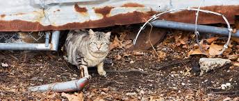 Wore the collar, some 1.7 million. Rats Feral Cats Fail At Urban Rodent Control The Wildlife Society