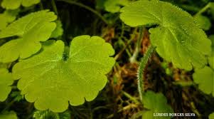 Image result for Sibthorpia europaea