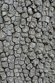 Image result for Diospyros sp. no. 1 sensu FZ