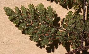 Image result for Hypolepis sparsisora