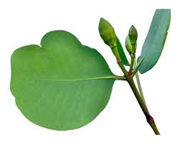 Image result for Sonneratiaceae