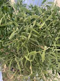 Image result for Salvadora persica