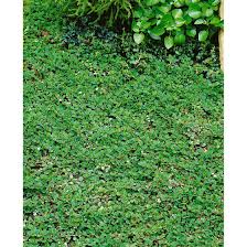 Of plants, especially trees, that do not shed their leaves seasonally. Cotoneaster Dammeri Frieders Evergreen Pflanzen Fur Dich De 0 98