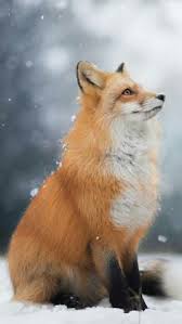 Resultado de imagen para zorro rojo | Fotos de animales tiernos ...