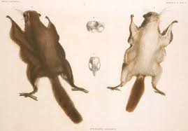 We have two species of flying squirrels in most of new england, the southern (glaucomys volans) and northern (glaucomys sabrinus), which is larger and squirrel pictures. Japanese Dwarf Flying Squirrel Wikipedia