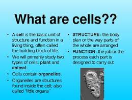 Plant cell structure and function ppt. Cells Structure And Function Powerpoint Keynote Presentation Lesson Plan