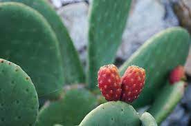Prickly pear cactus is eaten whole (boiled or. Prickly Pear Perfection The Permaculture Research Institute
