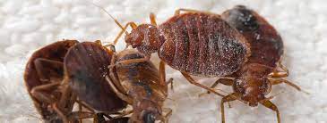 If you think you are infested with bed bugs, call us right away and we will come by and offer treatment options. How To Get Rid Of Bed Bugs Termitrust