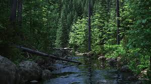The pacific northwest's vast forests helped build america and the northwest's working class. Pacific Northwest Forest Wallpapers Top Free Pacific Northwest Forest Backgrounds Wallpaperaccess
