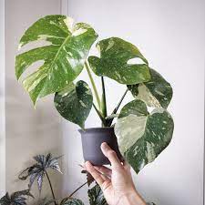 Monstera Thai Constellation Plants Plant Care Houseplant Pretty Plants