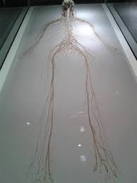 The Central And Peripheral Nervous System Of A Human Being Deep Down We Re All Spaghetti Monsters Peripheral Nervous System Limbic System Nervous System