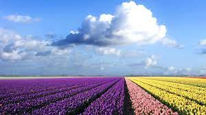 Amazing Landscape Beautiful Landscapes Flower Field Field Wallpaper