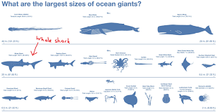 Largest Creatures In The Ocean Ocean Creatures Shark Whale