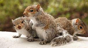 Squirrel Facts 1 Baby Squirrel Flying Squirrel Pet Cute Squirrel