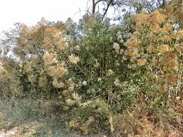 Image result for Vernonia auriculifera