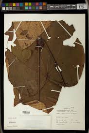 Image result for Macaranga schweinfurthii