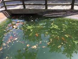 Knowing how to properly dispose of a dead some think flushing a pet fish is irreverent, while others are concerned about diseased fish entering the sewer system. Water The Science Beneath The Surface The Houston Zoo