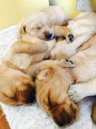 Contact miami golden retriever breeders near you using our free golden retriever breeder search tool below! Akc Golden Retriever Puppies For Sale In New Bedford Massachusetts Classified Americanlisted Com