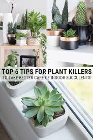 Taking Care Of Succulents Indoors 6 Top Tips For Plant Killers Plant Killers You Can Change Read In 2020 House Plant Care Succulent Care Indoor Succulents Indoor