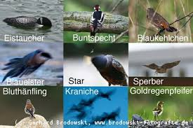 4.4 stars, based on 2985 reviews. Alle Vogelarten Bestimmen Heimische Vogel Mit Bild Und Namen