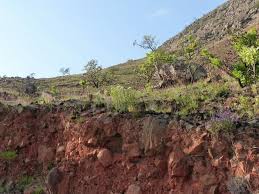 Image result for Callilepis laureola