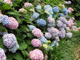 15 Deadly Plants You Might Have At Home Poisonous Plants Deadly Plants Trees To Plant