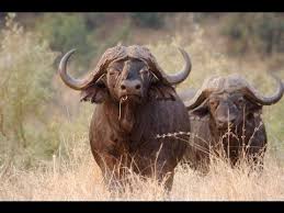 Cape Buffalo Charge African Buffalo African Animals Dangerous Animals