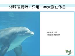 好好愛牠| 一件好事愛動物