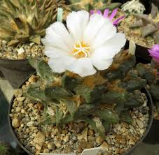 Image result for Ypsilopus