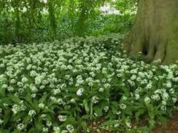 It's wonderfully easy to grow. Wild Garlic In The Green Allium Ursinum Ramsons Wild Garlic In The Green