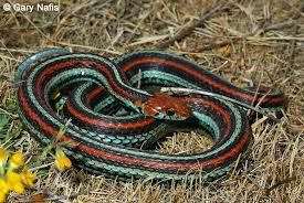 Image result for Triainolepis sancta