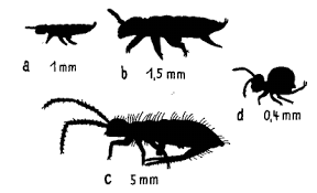 Vergleiche preise für sand kasten und finde den besten preis unsere günstigsten preise für sand kiste und ähnliches vergleichen. Versuch 5 Springschwanze