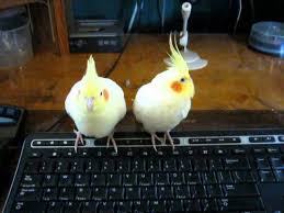 See more ideas about pet birds, cute birds, cute animals. Cute Cockatiel Moment Youtube