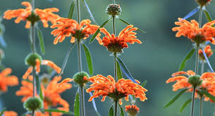 Image result for Leonotis decadonta