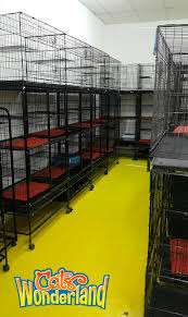 Just bawa kucing dalam sangkar ke klinik haiwan/kucing berdekatan dan tanyakn pada doktor atau pembantu perubatan. Cats Wonderland 100 Sangkar Terpakai Untuk Di Jual Facebook