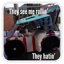 Pin By Kyle Richey On Hilare Funny Cute Cats Silly Cats Funny Cats