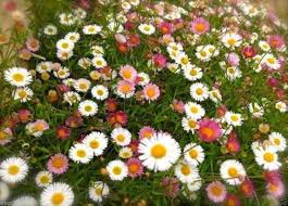 Image result for Erigeron karvinskianus