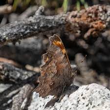 Image result for Cayratia gracilis