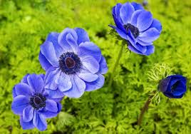 Seasonal flow from foliage to flower to autumn hues and winter interest are the hallmarks of many large perennials. 19 Amazing Perennials For Zone 6 For Season Long Beauty