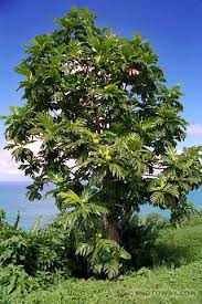 Epingle Sur Arbres