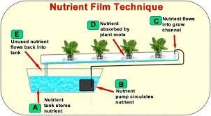 Hydroponic System Design Hydroponic Systems Commercial Hydroponic System Plans Hydroponics System Film Technique Hydroponics