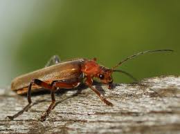 Der gelbrandkäfer macht hier eine ausnahme, denn er kann schwimmen und fliegen. Heute Erwischt Kafer Im Garten