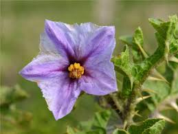 Image result for Solanum linneanum