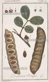 Image result for Ceratonia siliqua